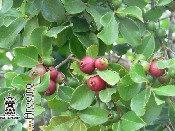 Guayabo fresa - Strawberry Guava - Guaiabo fresa (Psidium cattleianum) >> Guayabo fresa (Psidium cattleianum) - Fruto en el arbol.jpg